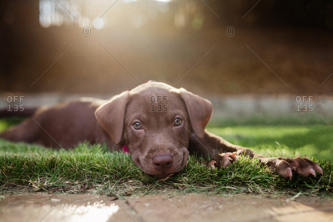 brown puppy laying in grass