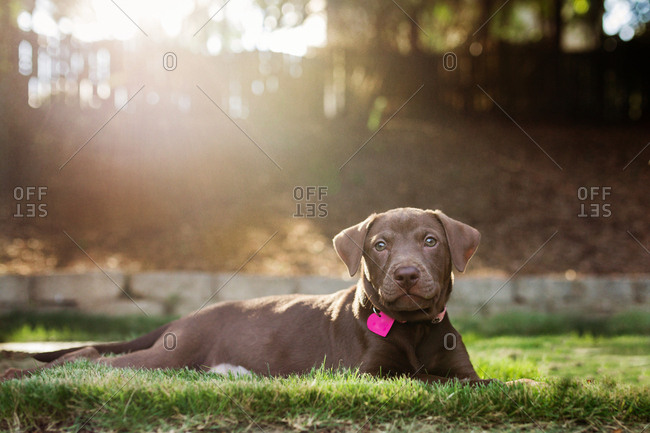 Brown puppy laying in grass