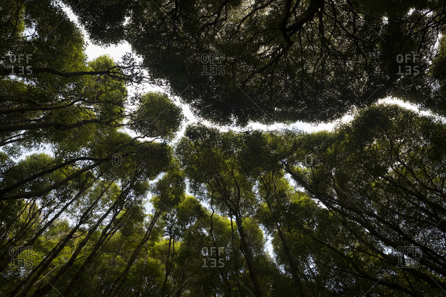 Pattern on the forest canopy surrounding Lagoa do Congro