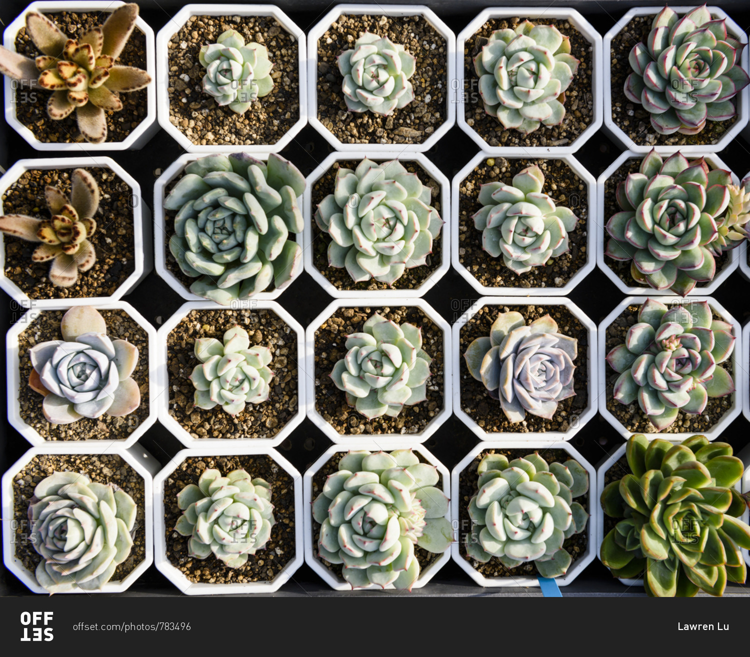 Various colorful succulent plants in flower pot to sell