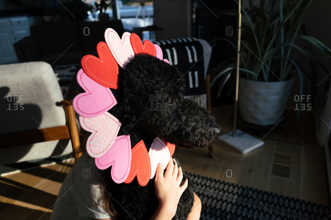 Dog with a Valentine\'s Day wreath made of hearts around its head