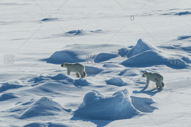 Polar bear cubs(Ursus maritimus) in the high arctic near the North Pole, Arctic, Russia, Europe