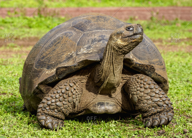 Giant Tortoise, El Chato, Highlands of Santa Cruz (Indefatigable) Island, Galapagos, UNESCO World Heritage Site, Ecuador, South America