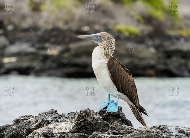 Blue-footed booby (Sula nebouxii) on the rocky coast by the Bachas Beach, Santa Cruz (Indefatigable) Island, Galapagos, UNESCO World Heritage Site, Ecuador, South America