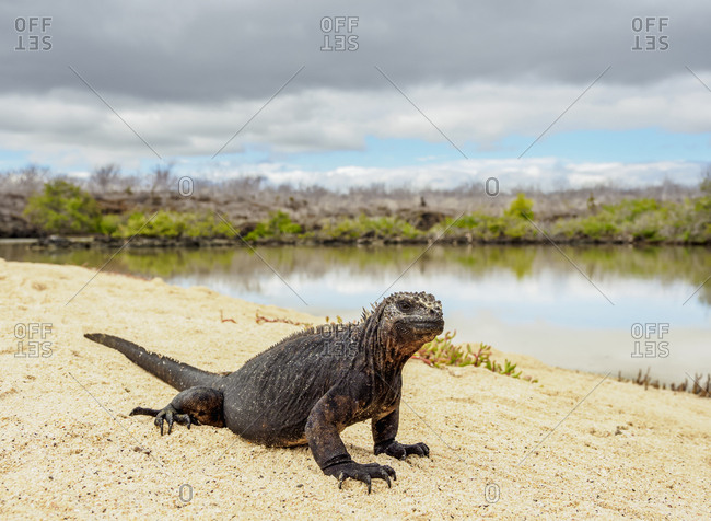 Marine iguana (Amblyrhynchus cristatus) next to lagoon by Bachas Beach, Santa Cruz (Indefatigable) Island, Galapagos, UNESCO World Heritage Site, Ecuador, South America