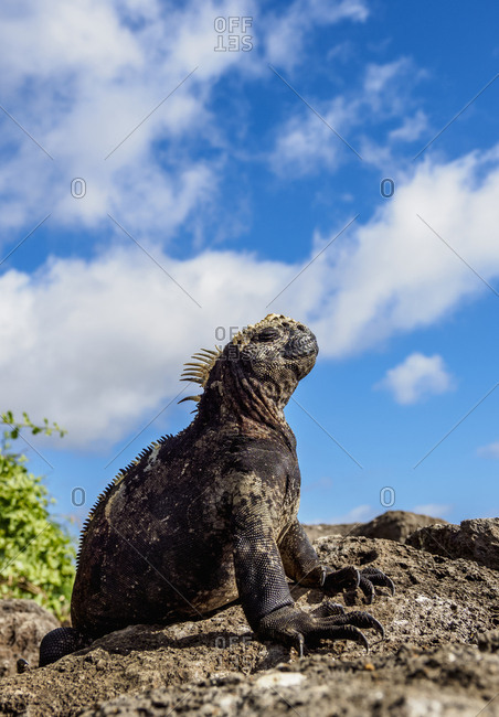 Marine iguana (Amblyrhynchus cristatus), Floreana (Charles) Island, Galapagos, UNESCO World Heritage Site, Ecuador, South America