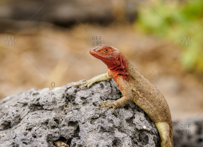 Lava lizard (Microlophus delanonis), Punta Suarez, Espanola (Hood) Island, Galapagos, UNESCO World Heritage Site, Ecuador, South America
