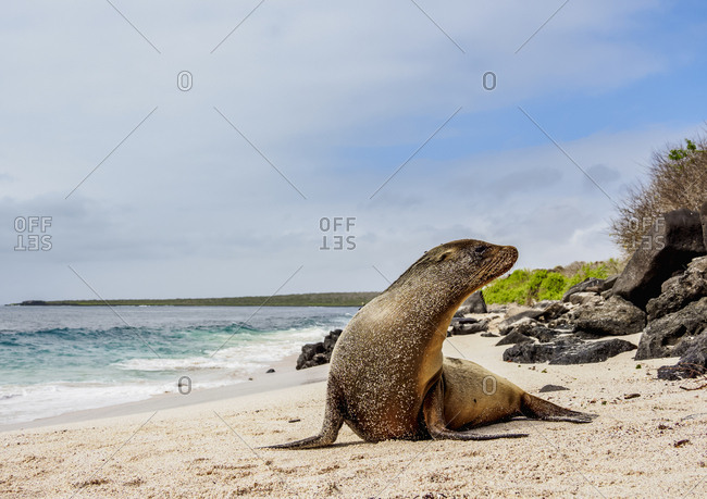 Galapagos Sea Lion (Zalophus wollebaeki) on a beach at Punta Suarez, Espanola (Hood) Island, Galapagos, UNESCO World Heritage Site, Ecuador, South America