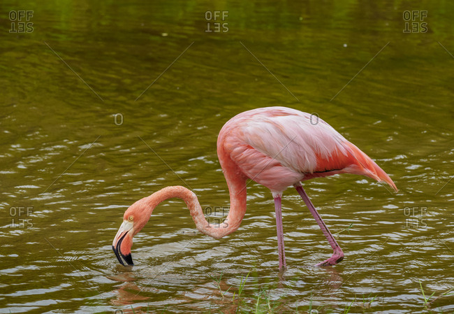 Greater flamingo (Phoenicopterus roseus), Isabela (Albemarle) Island, Galapagos, UNESCO World Heritage Site, Ecuador, South America