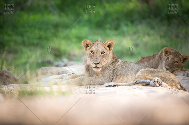 Young lion, Panthera leo.