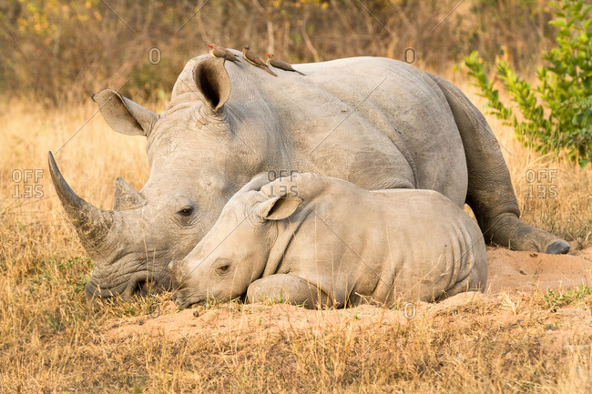 A rhino mother and calf, Ceratotherium simum, lie side by side, red-billed oxpeckers, Buphagus erythrorhynchus, perch on the rhino.