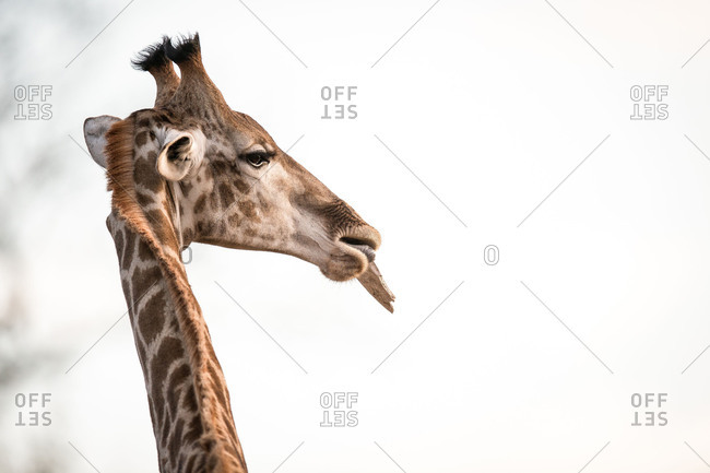 A giraffe's head, Giraffa camelopardalis, chewing, ears back.