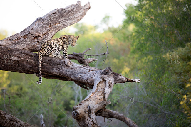 A leopard, Panthera pardus, sits on a dead tree trunk, alert, tail drapping over trunk, greenery in background.