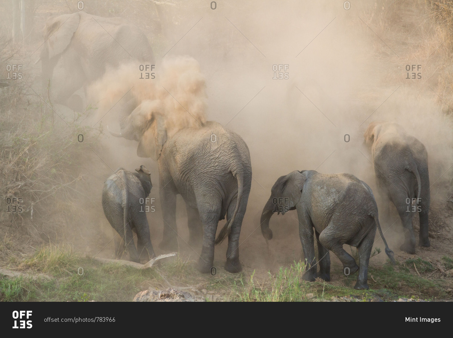 An elephant herd, Loxodonta africana, have a dust bath, sand on their backs, trunks in the air, dusty air.