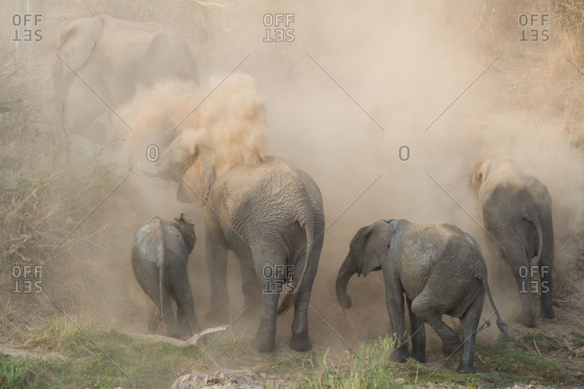 An elephant herd, Loxodonta africana, have a dust bath, sand on their backs, trunks in the air, dusty air.