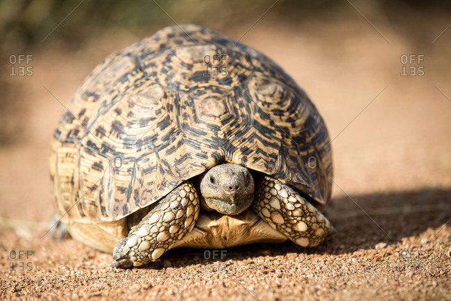 leopard tortoise shell