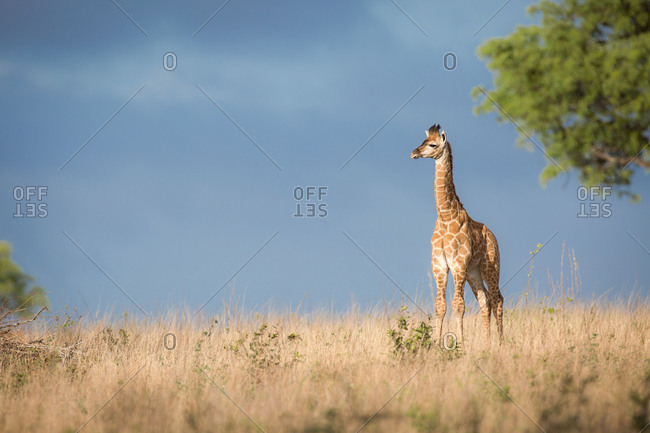 A young giraffe calf, Giraffa camelopardalis, stands in the sun in brown grass, looking away, dark blue sky in background.