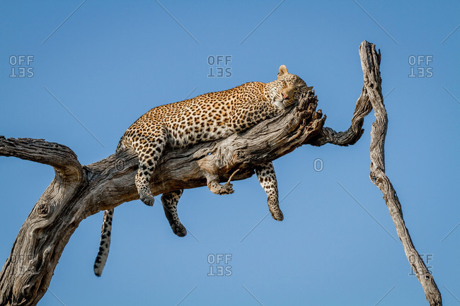 A leopard, Panthera pardus, lies on a dead tree branch, rests head on leg, closed eyes, draped legs and tail, blue sky background.