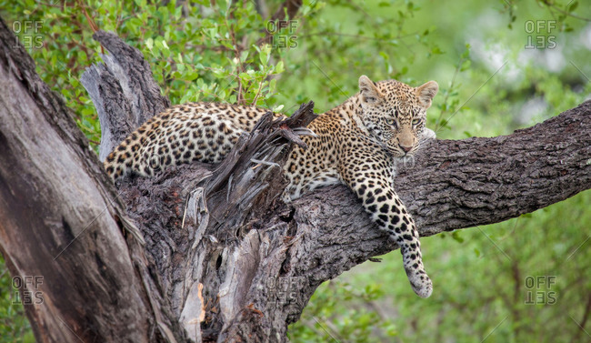 A leopard, Panthera pardus, lies in a tree, drape front leg over branch, looking away, greenery in background.