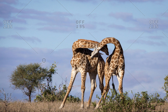 Two giraffe, Giraffa camelopardalis, necking each other, blue sky background