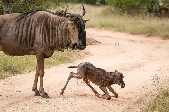 A mother wildebeest, Connochaetes taurinus, stands above her newly born calf who kneels on the road, looking away