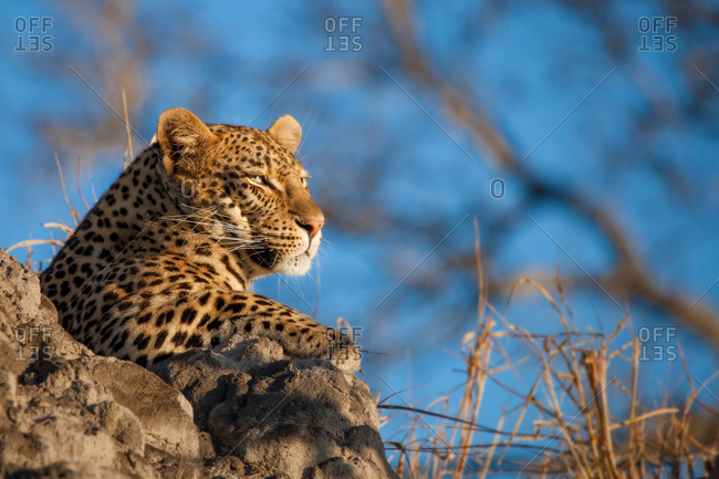 A leopard's head, Panthera pardus, lying on termite mound, looking away, blue sky background