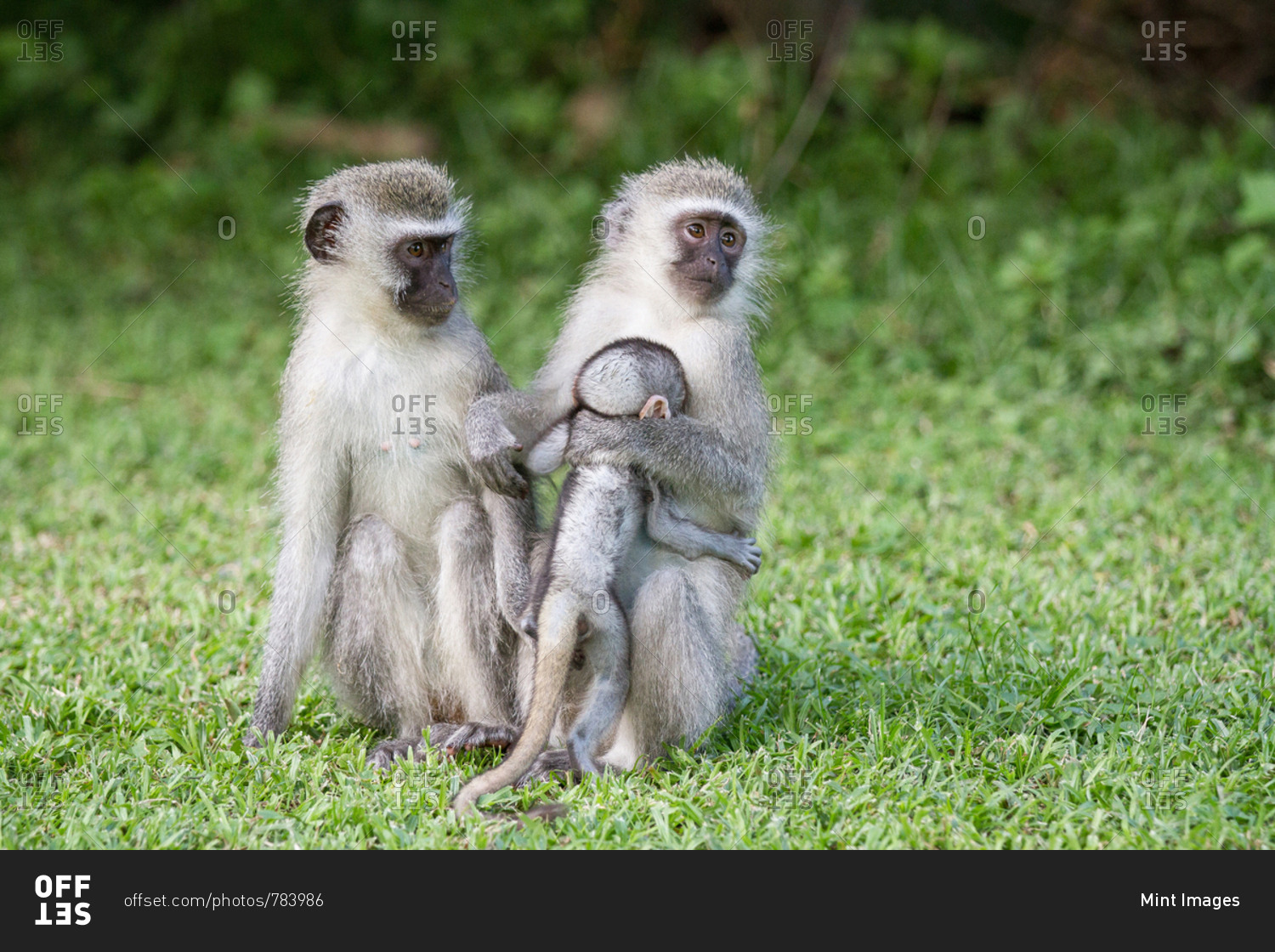 Vervet monkeys, Chlorocebus pygerythrus, sit upright in green short grass, looking away, mother hugging baby into chest