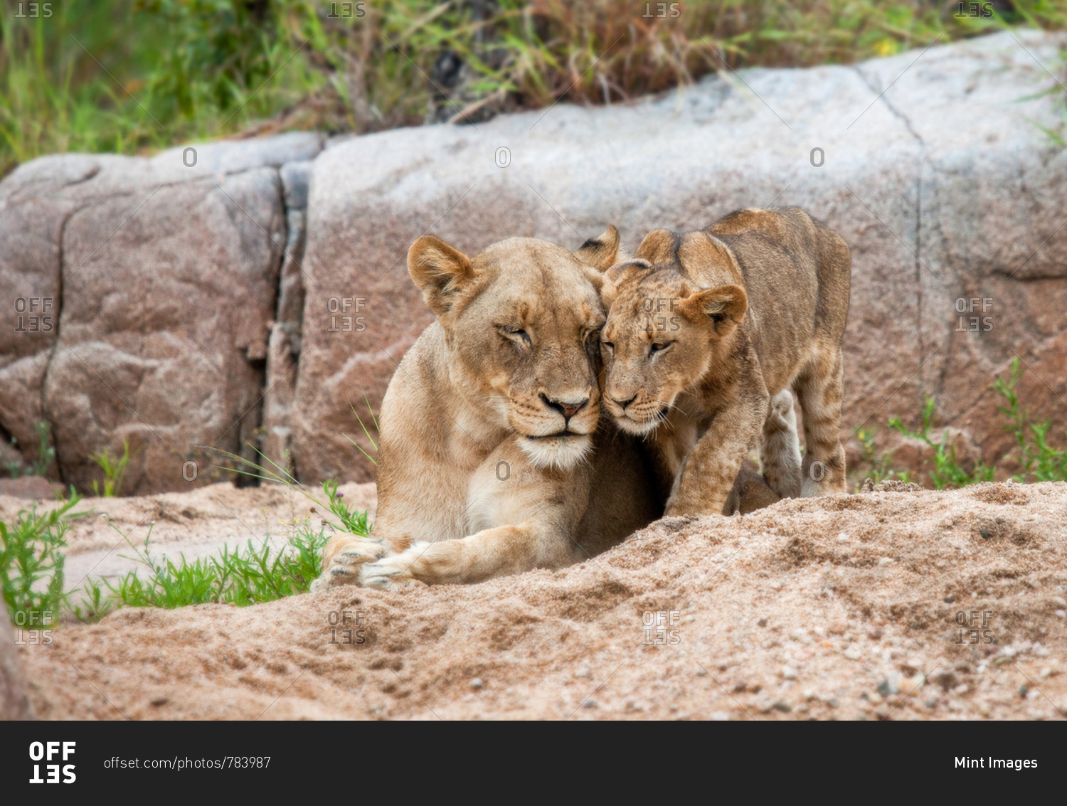 A lion cub, Panthera leo, stands beside its mother who lies on the sand, eyes closed, touch heads, boulder in the background