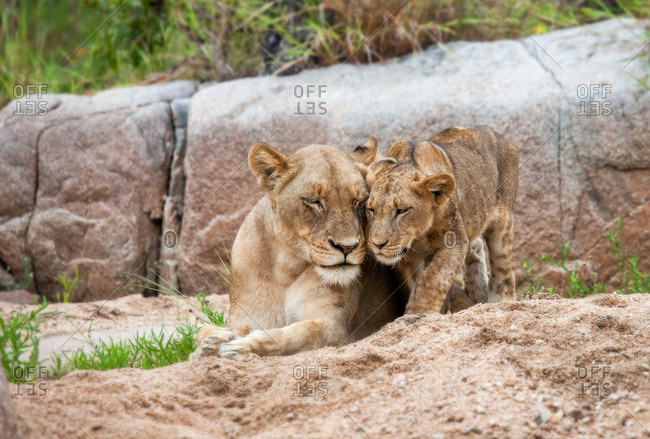 A lion cub, Panthera leo, stands beside its mother who lies on the sand, eyes closed, touch heads, boulder in the background