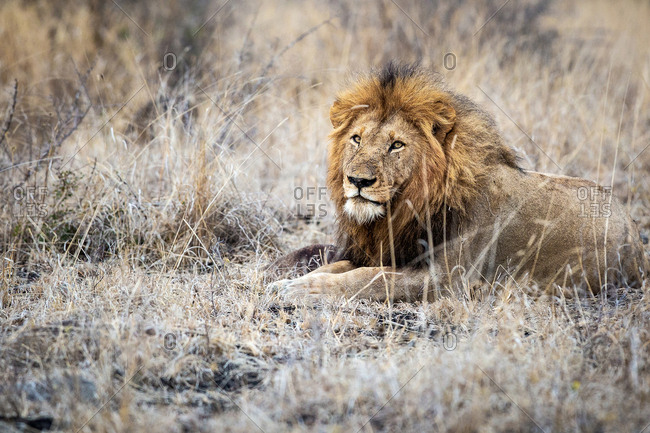 A male lion, Panthera leo, lies down in dry brown grass, direct gaze over shoulder, thick mane