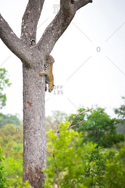 A leopard, Panthera pardus, climbs down a vertical tree, greenery in background and foreground