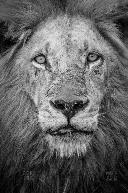 A black and white portrait of a male lion, Panthera leo, direct gaze with a mane and scarred nose.