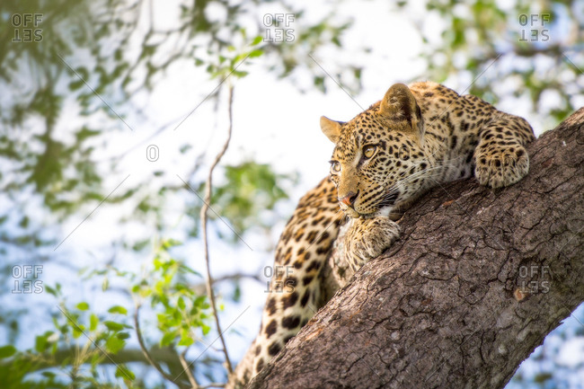 A leopard cub, Panthera pardus, clings onto a vertical marula tree trunk, Sclerocarya birrea, with its claws as it looks away