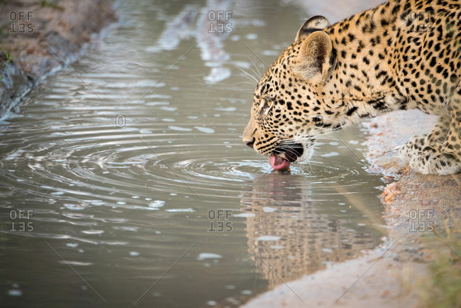 A side-profile head shot of a female leopard, Panthera pardus, lapping up water with her tongue from a puddle, ripples in the water.
