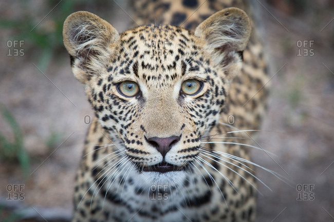 The head of a leopard cub, Panthera pardus, alert, yellow-green eyes, blurred background, spotted coat