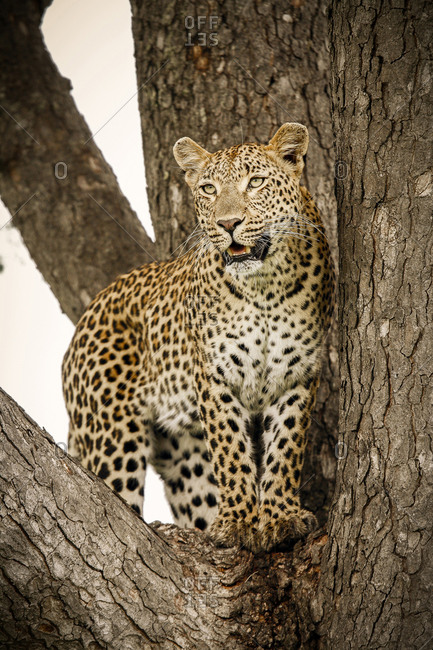 A leopard, Panthera pardus, stands in the fork of a tree, looking away