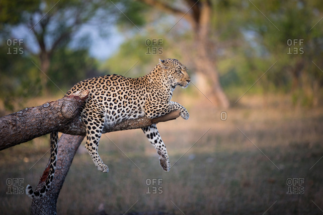 A leopard, Panthera pardus, lies on a broken tree branch, drapes its feet and tail over the branch, looking away, ears back
