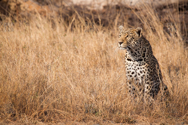 A leopard, Panthera pardus, sits in tall dry yellow grass looking around, ears facing forward