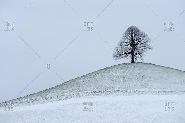 Lime tree, linden, basswood (Tilia) on freshly snow-covered moraine hill