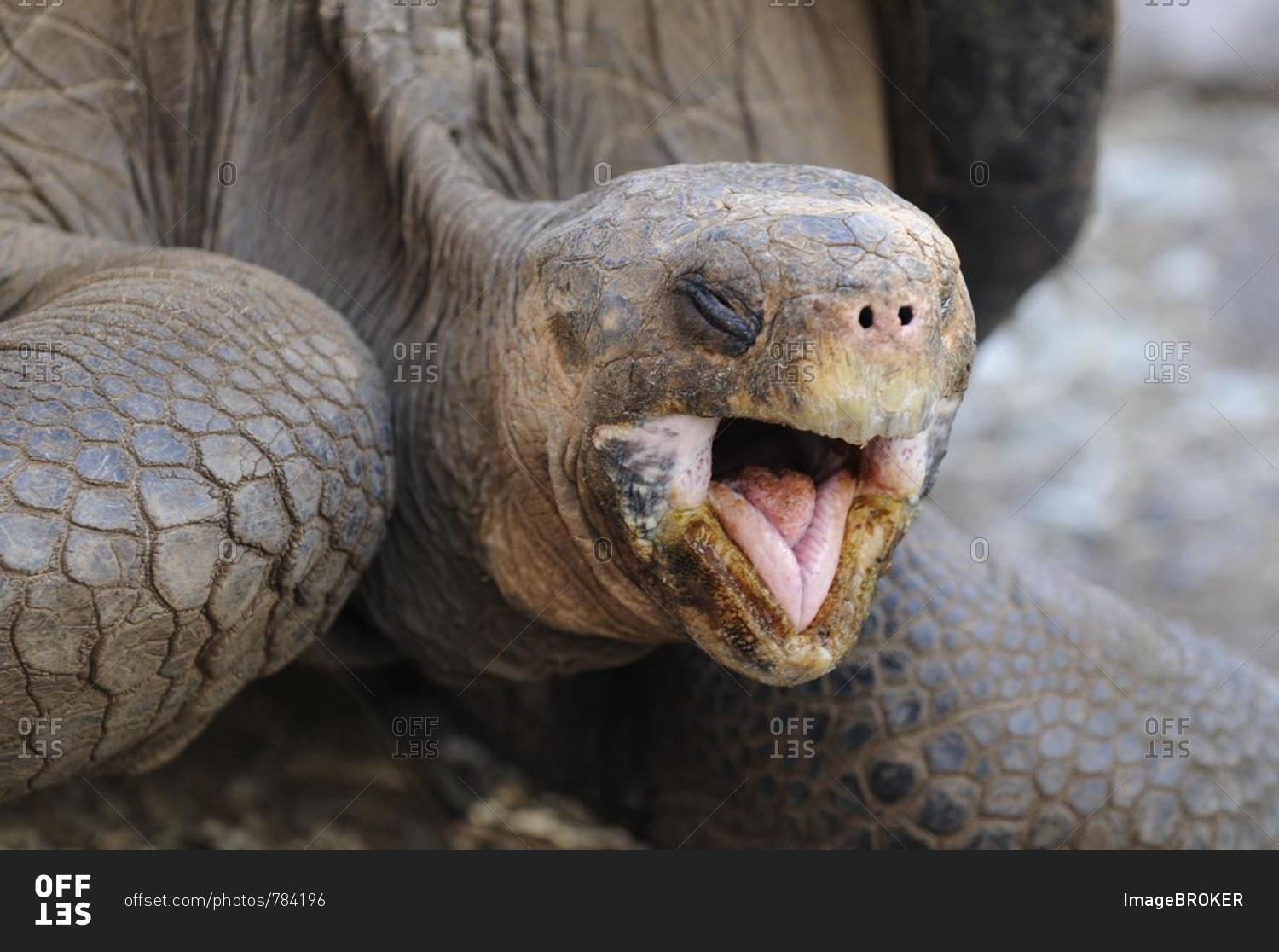 Head portrait of a Galapagos Giant Tortoise (Geochelone elephantopus), Galapagos, Ecuador, South America
