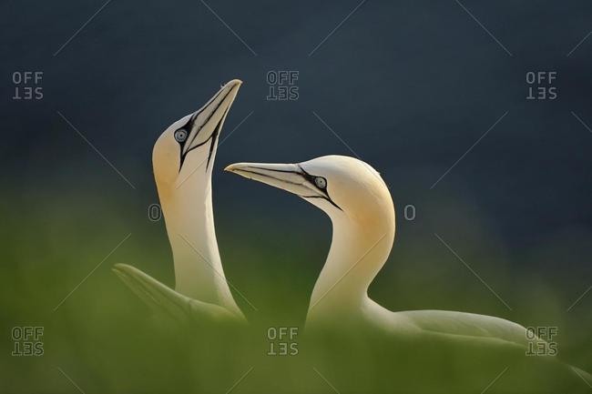 Gannets (Morus bassanus, Sula bassana) during courtship