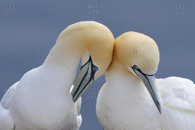 Northern Gannets (Morus bassanus, Sula bassana), courtship display