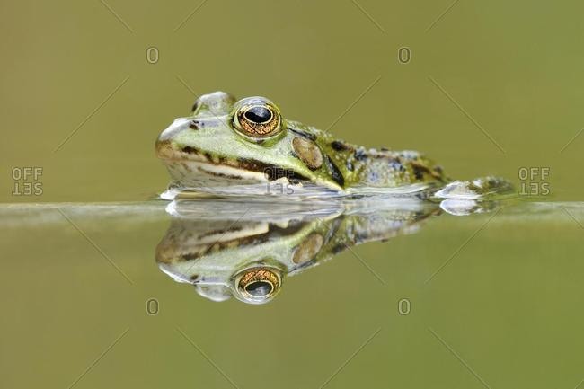 Water frog (Rana esculenta, Pelophylax kl. esculentus) with reflection