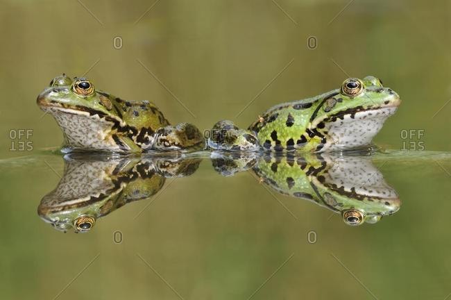 Water frogs (Rana esculenta, Pelophylax kl. esculentus) with reflection