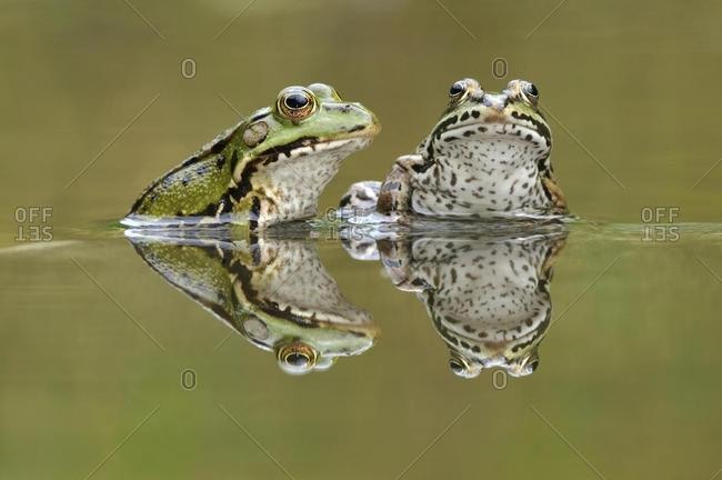 Water frogs (Rana esculenta, Pelophylax kl. esculentus) with reflection