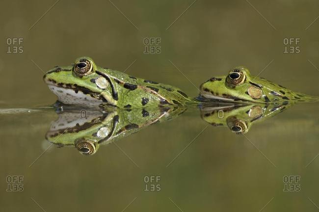 Water frogs (Rana esculenta, Pelophylax kl. esculentus) with reflection