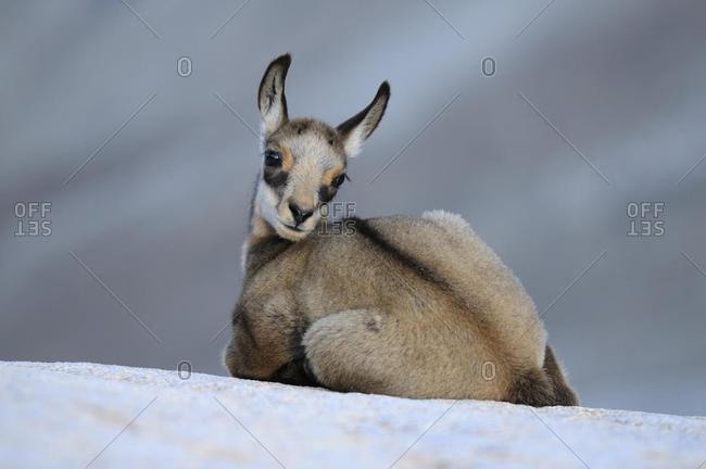 Chamois fawn (Rupicapra rupicapra) sitting on a rock ledge