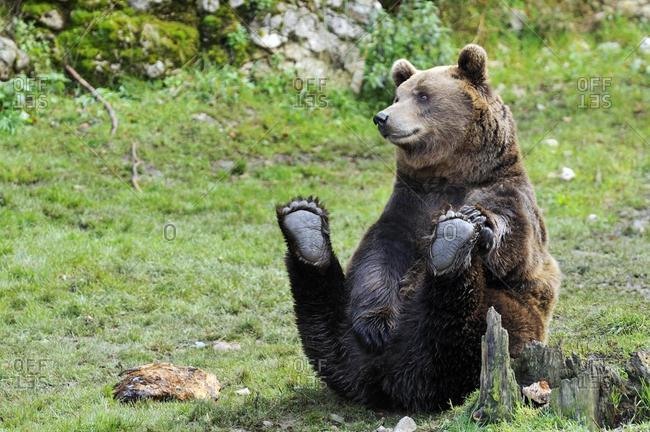 Brown Bear (Ursus arctos), sitting
