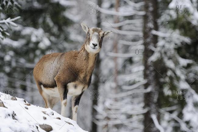 European Mouflon (Ovis orientalis musimon), female, in a snowy winter landscape