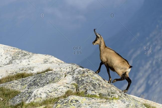 Climbing for Chamois